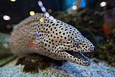 《勇者斗恶龙X Online》开服十周年 官方发文庆祝